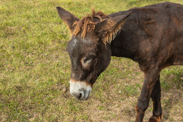 donkey portrait isolated in the field. look down