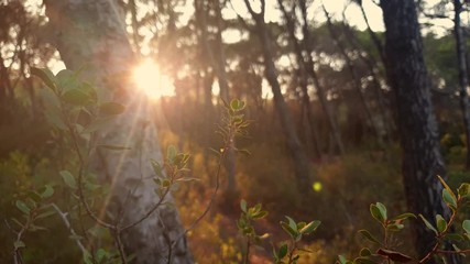 the setting sun Peeps through the branches of trees in the forest