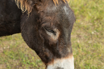 Fototapeta premium close-up of donkey eye ajar, fragment of donkey profile