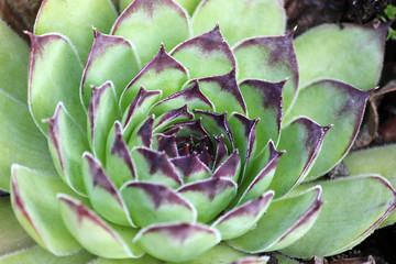Beauty flower, a green succulent plant, macro