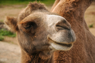 Obraz premium Camel in the zoo close-up. Animals, nature, mammals