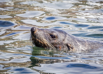 Fototapeta premium Swimming fur seal swims near South Georgia Islands