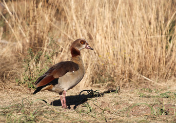 Egyptian Goose (Alopochen aegyptiaca)