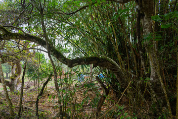 Obraz premium Floreana Island - Galapagos