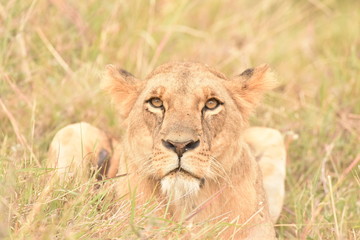 Obraz na płótnie Canvas Lioness Naironi National Park