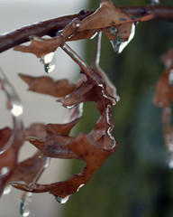 Leaf covered in ice
