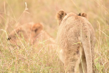 Obraz premium Lion Nairobi National Park