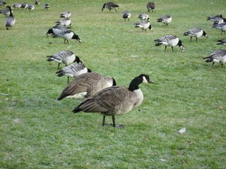 Branta canadensis © Norbert Wójtowicz