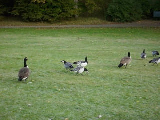 Branta canadensis © Norbert Wójtowicz