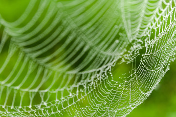 background spider web in morning dew drops on green grass. sun glare