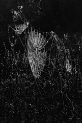 background spider web in morning dew drops on green grass. sun glare