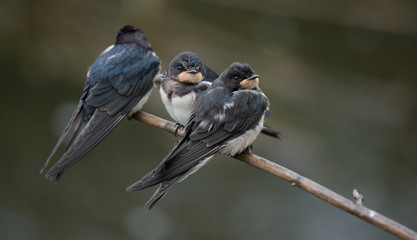 hirondelle