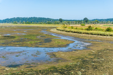 Nisqually Wetlands Mud  Flats