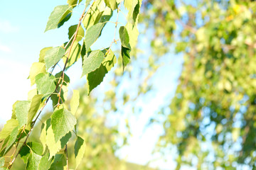 Natural background. Spring background with bright fresh birch foliage