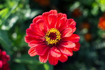 red flower