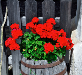 flowers in nova ponente alto adige Italy