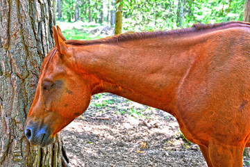 free horses in nova ponente dolomiti alto Adige Italy