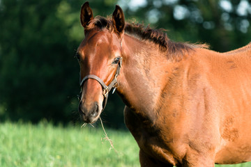 Young colt horse looking into camera