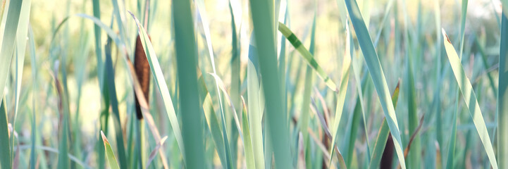 These large reeds are sometimes called bulrushes.