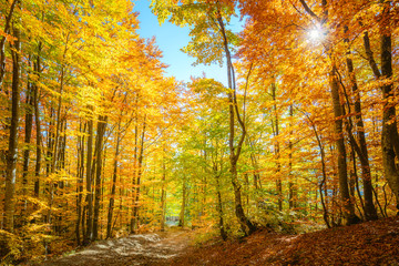 Fototapeta premium Autumn morning scene in the forest with sun rays and colorful leaves on trees