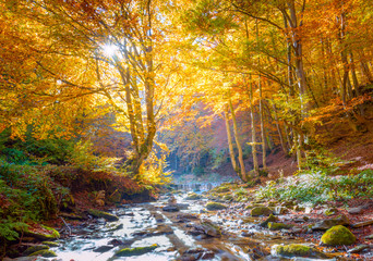 Golden Autumn in nature - vibrantl forest trees and fast river with stones