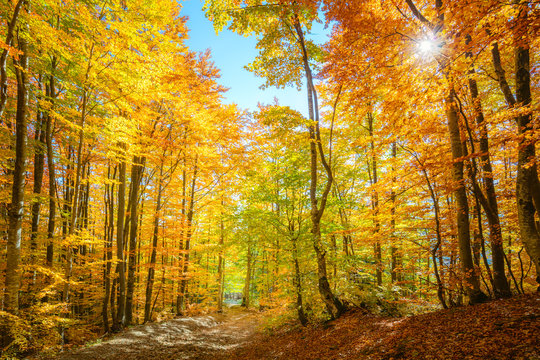 Autumn morning scene in the forest with sun rays and colorful leaves on trees