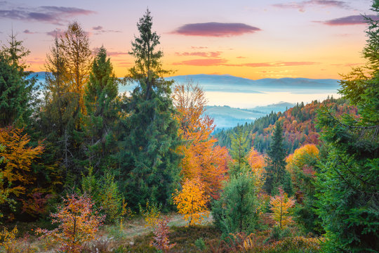 Autumn colorful forest in Mountains before sunrise