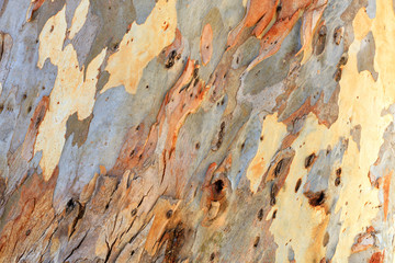 Unusual brown, gray, green, yellow and white texture of eucalyptus bark.