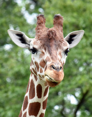 Fototapeta premium portrait of giraffe