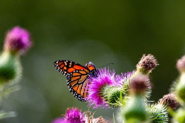 Obraz premium Monarch on Thistle. A large monarch butterfly on purple thistle. Monarch butterflies are endangered species.