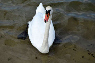 The white swan swim on water. Wild nature. A graceful beautiful adult waterfowl. Natural landscape of eastern Europe.
