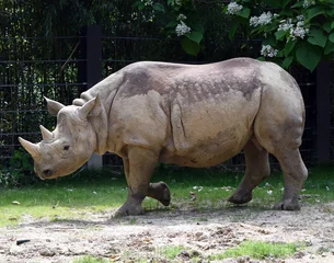 Foto op Plexiglas rhinoceros in zoo © lesliea65265