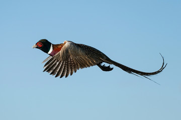 Pheasant Rooster Flight
