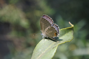 butterfly 3