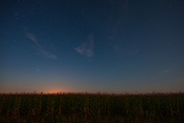 Starry sky over a cornfield summer night