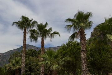 Obraz premium Palma among pine trees against the sky, the mountains on the horizon