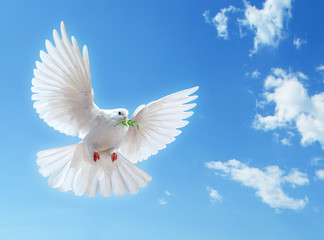 Fototapeta premium Dove in the air with wings wide open