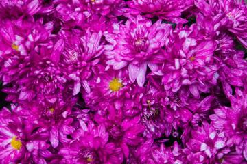 large group of purple flowers 