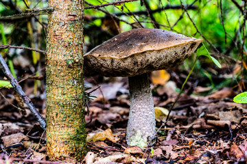 Old Leccinum cyaneobasileucum next to a young spruce