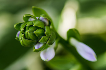 green flower bud thin depth of field 