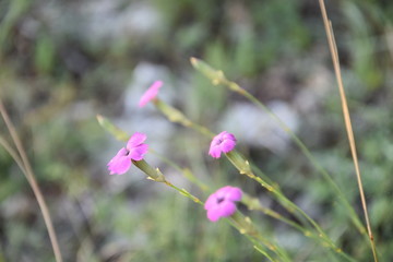 Beautiful mountain flowers in the park
