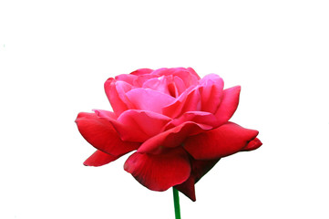 Obraz premium pink rose isolated on white background