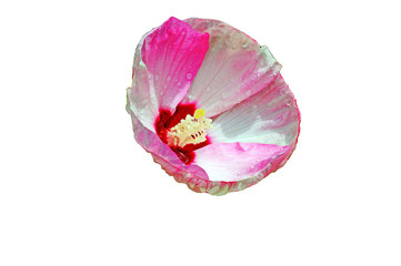 Syrian pink hibiscus flower on a white background. place for text
