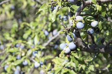 Beautiful plums in the mountains in the park