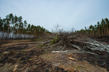 Pine forest and trees after the fire, panorama.