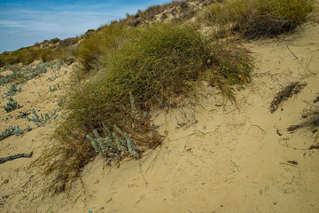 Барханы Мангыстау