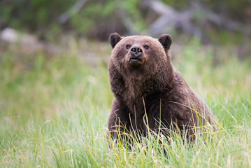 Fototapeta premium Grizzly bear in the wild