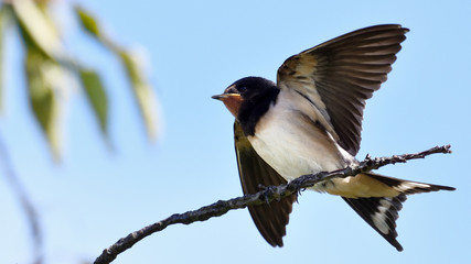 Young barn swallow, Hirundo rustica, about to land on a branch