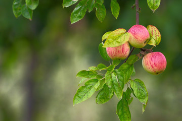 Organic apple in a real garden not in a studio