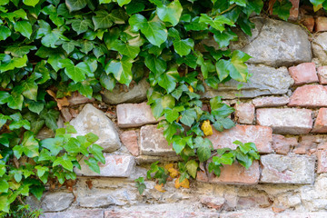 ivy background green leafs detail
